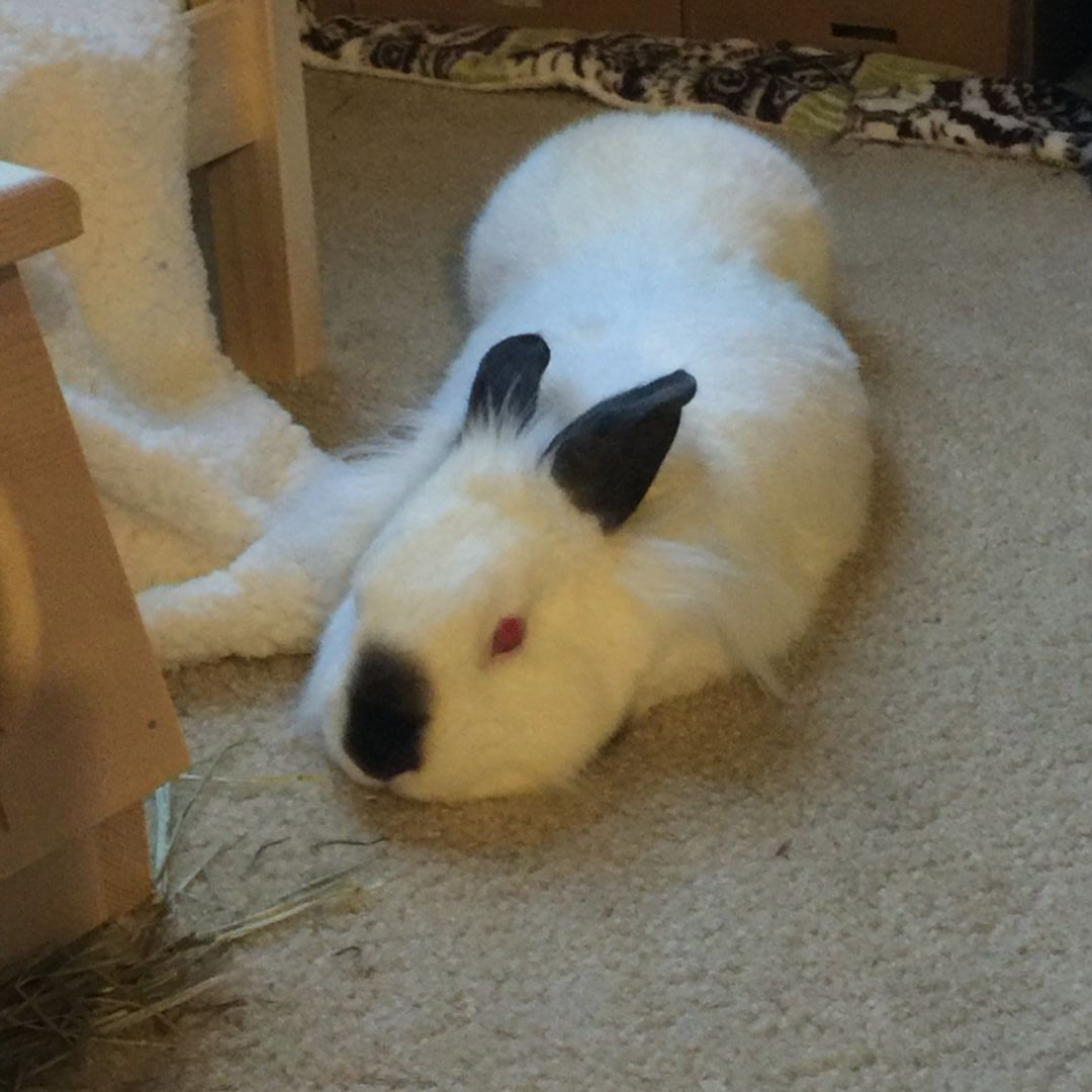 Sophia