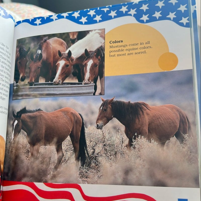 American Dream Horses