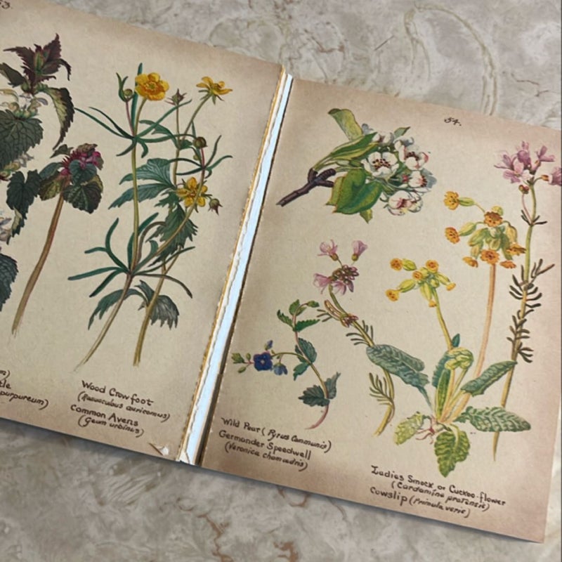 The Country Diary of an Edwardian Lady