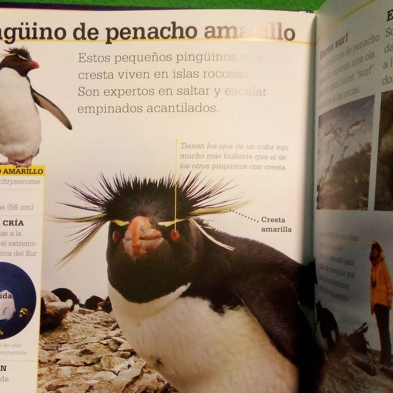 Los Pingüinos - First Spanish Edition 