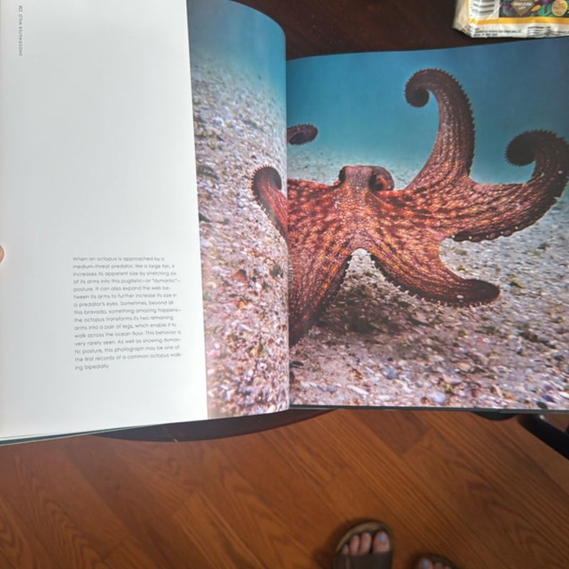 Underwater Wild
