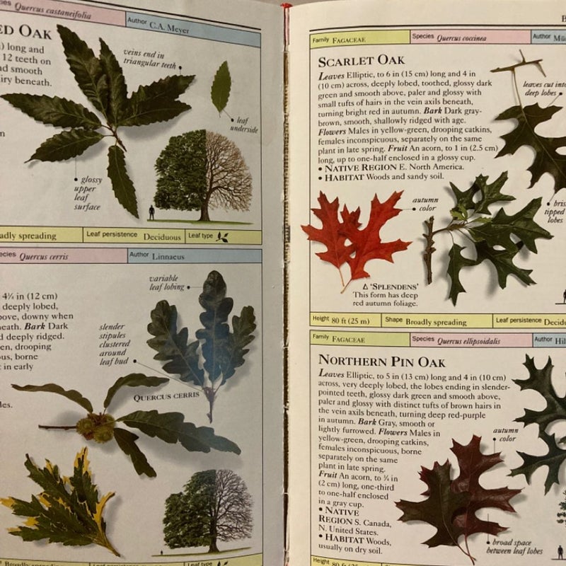 Trees
