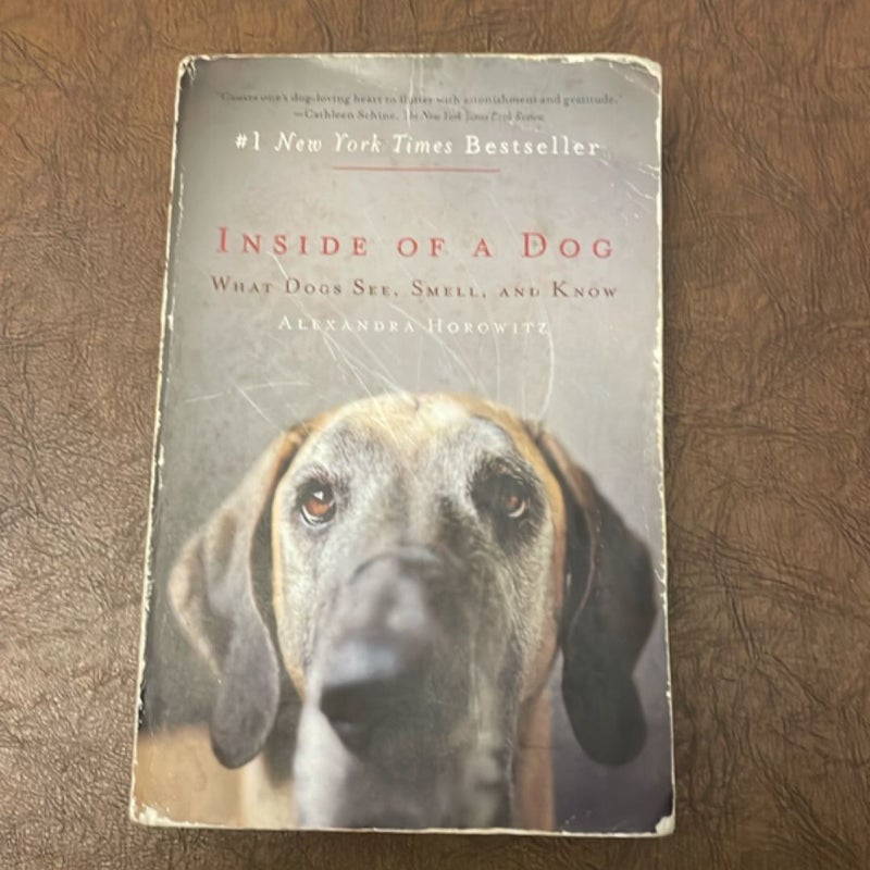 Inside of a Dog