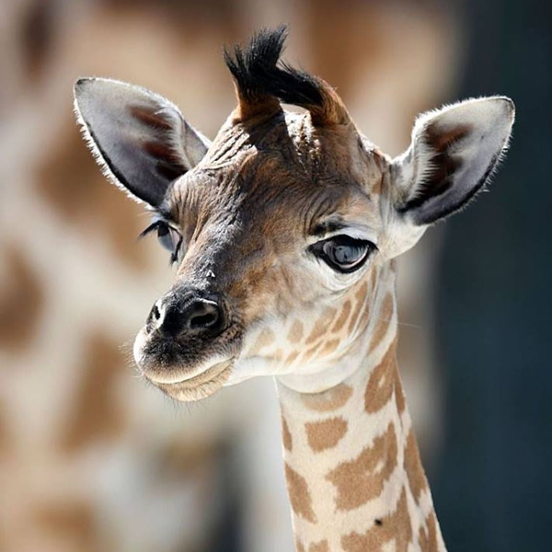TaffyGiraffey