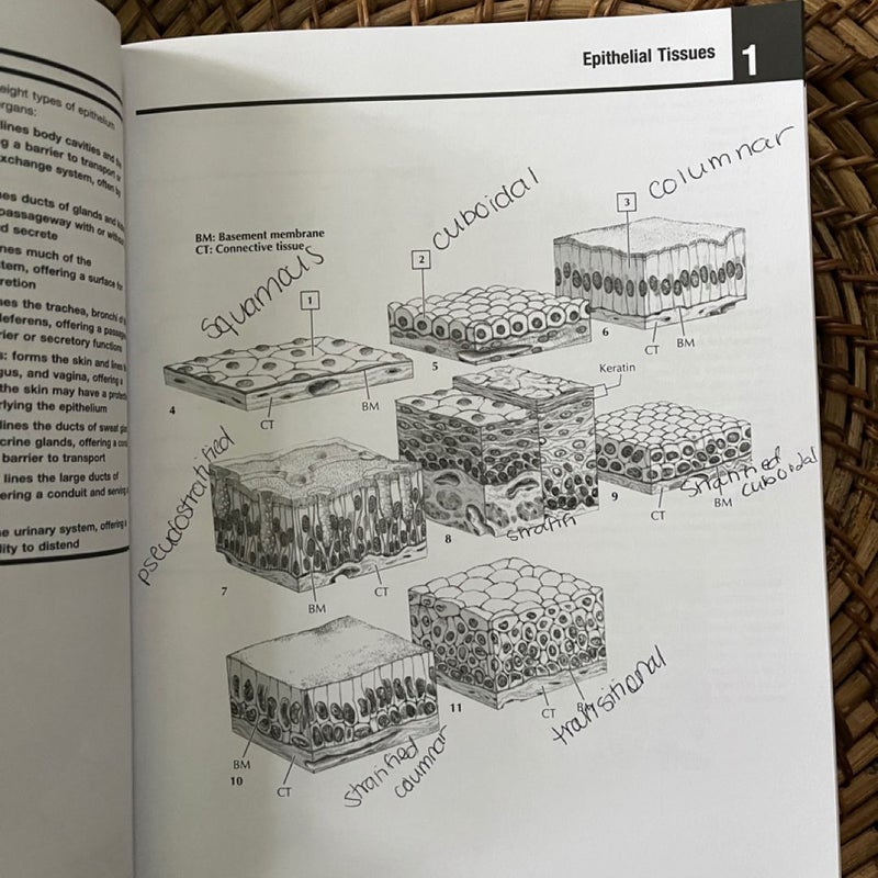 Netter's Anatomy Coloring Book Updated Edition