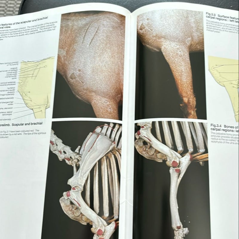 Veterinary Anatomy 