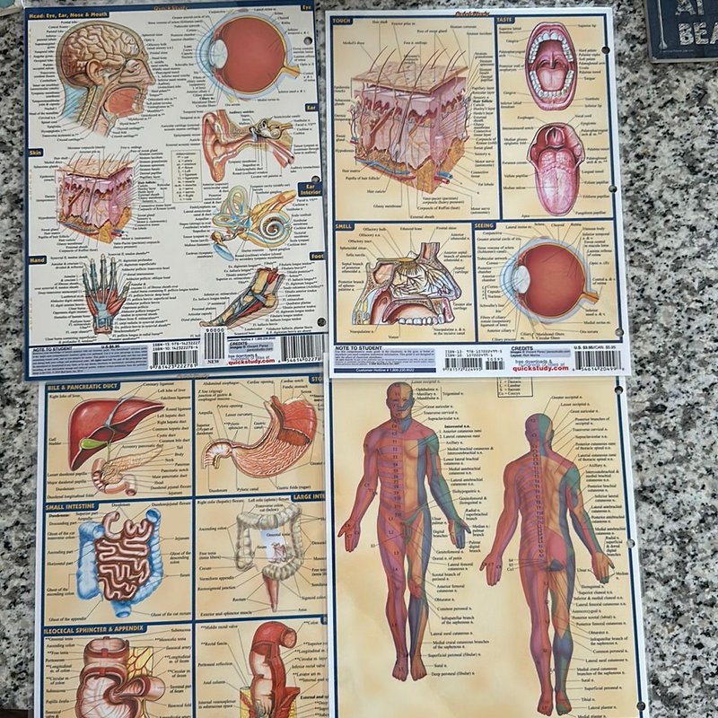 Quick Study Anatomy &amp; Physiology by QuickStudy, Paperback | Pangobooks