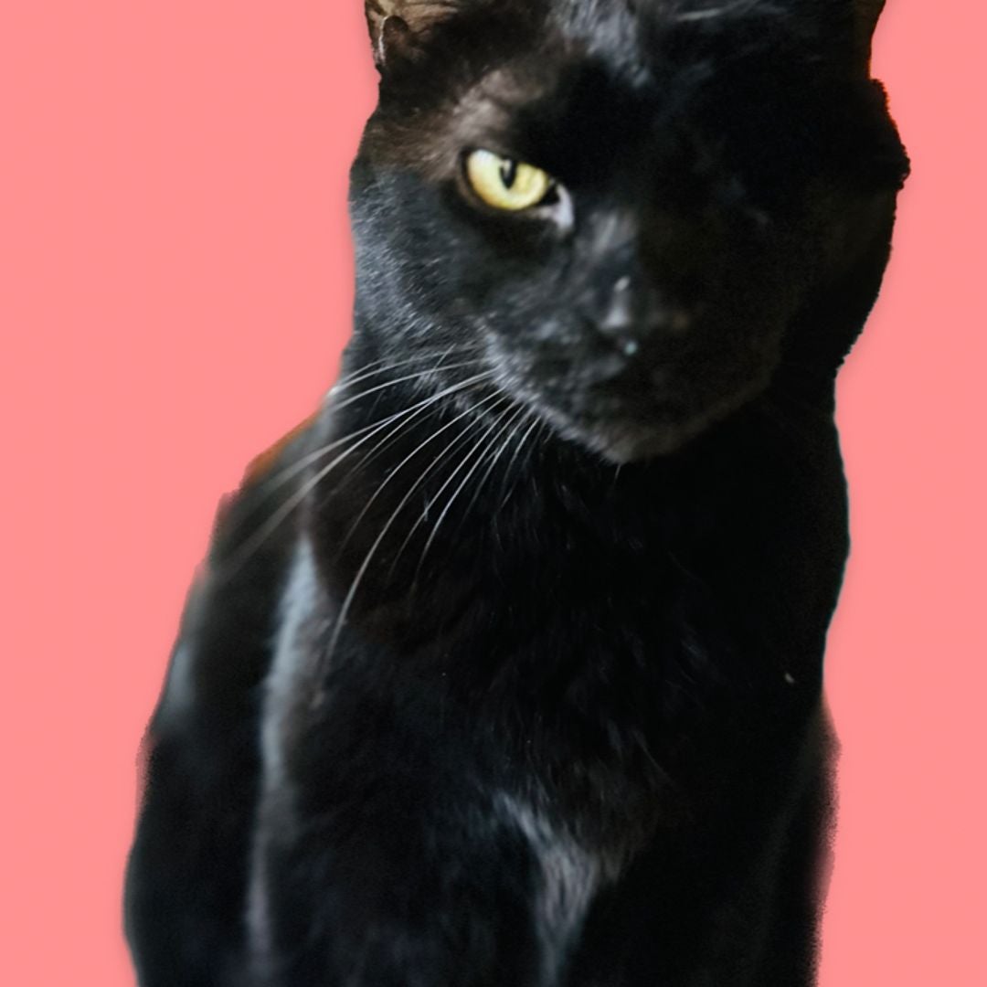 Black Cat Books
