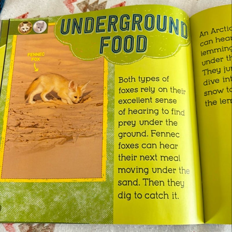 Fennec Fox or Arctic Fox (Wild World: Hot and Cold Animals)