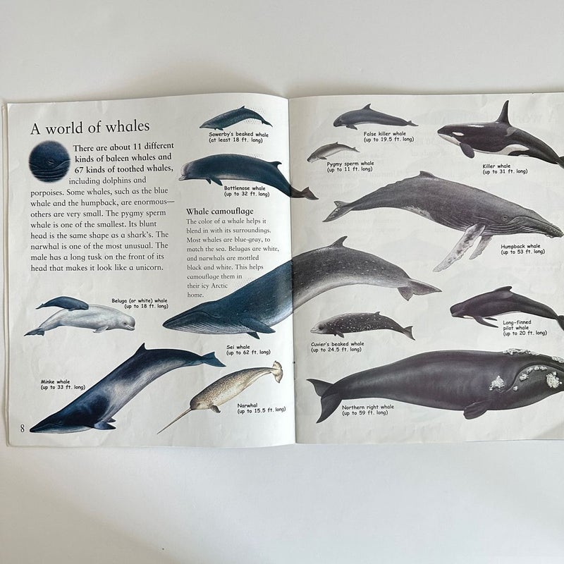 Whales, Dolphins, and Sharks book bundle, 2 books