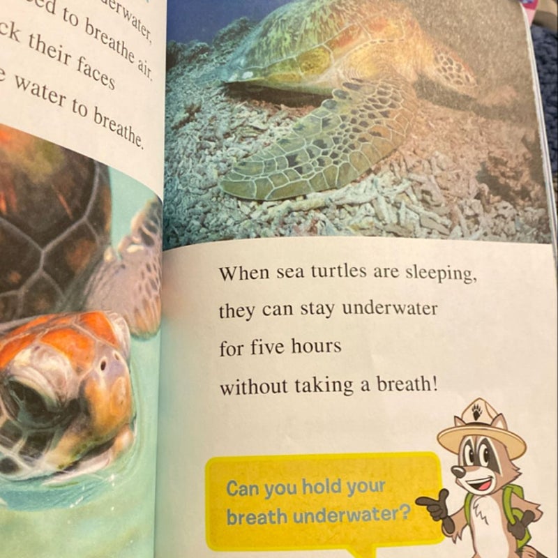 Ranger Rick: I Wish I Was a Sea Turtle