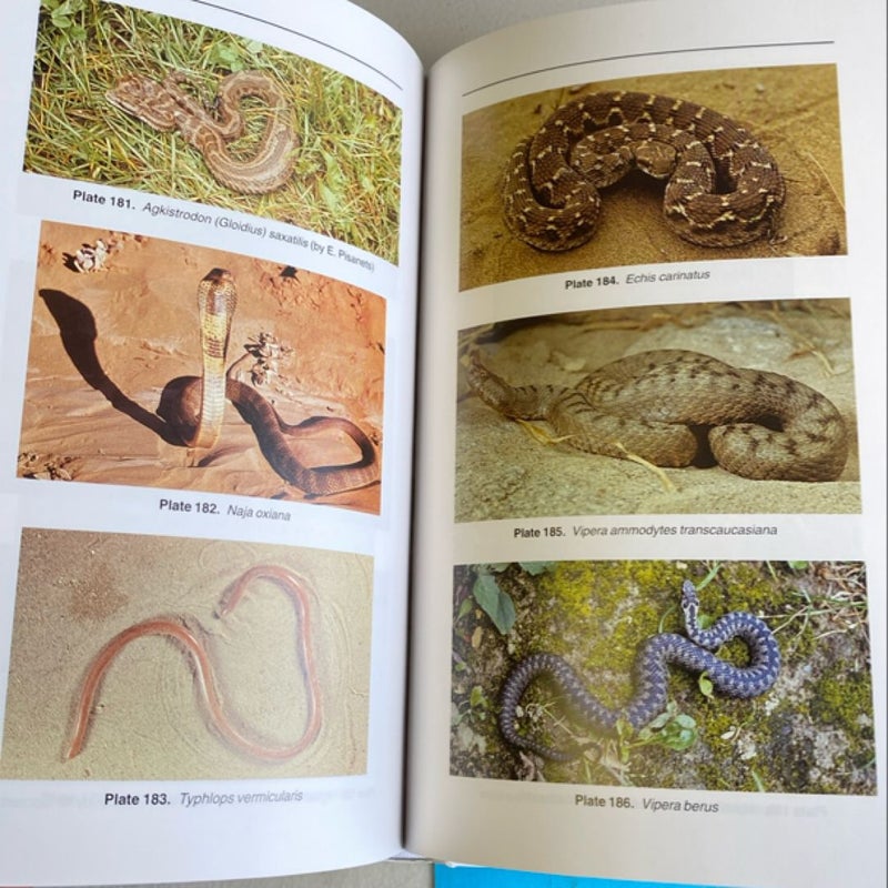 Guide to the Reptiles of the Eastern Palearctic