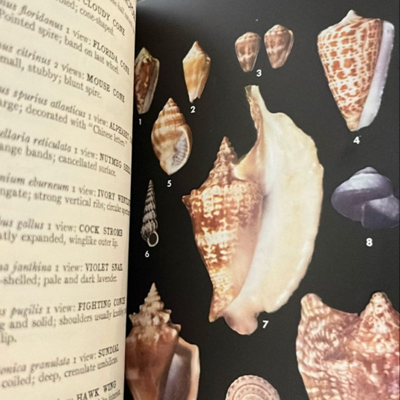 Field Guide to the Shells