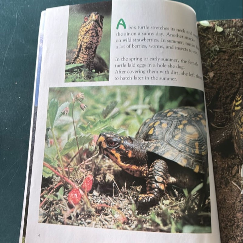 Animals in Summer