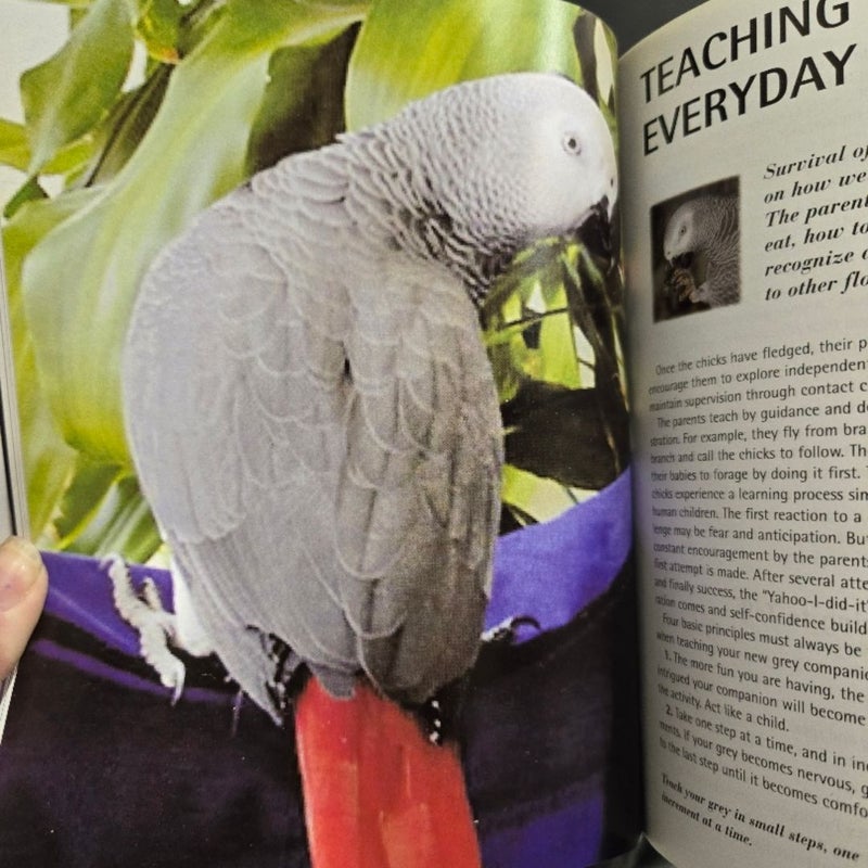 African Gray Parrots