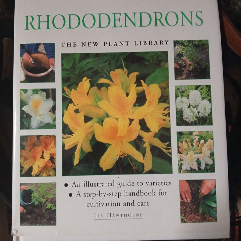 Rhododendrons