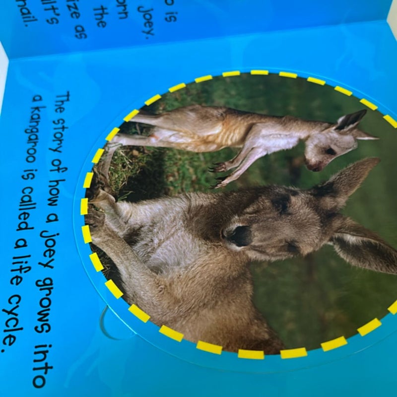 Joey to kangaroo