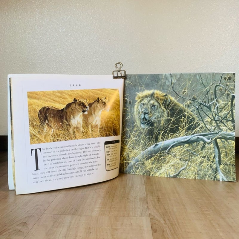 Safari