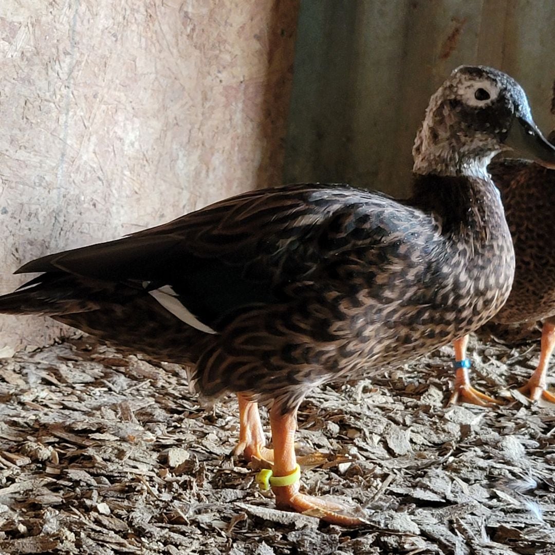 Drab Ducks Inc