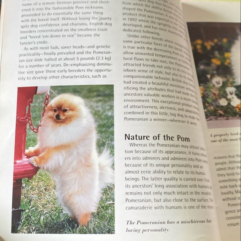 Pomeranians