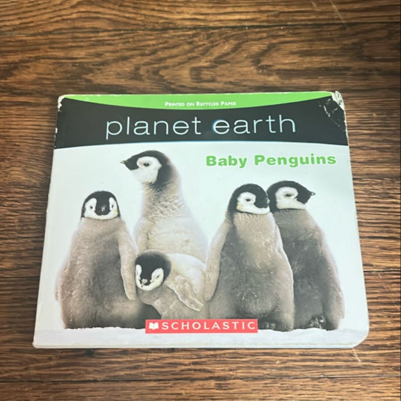 Baby Penguins