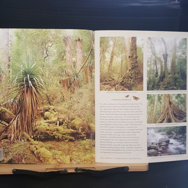 A Souvenir of Australia's Rainforest by Pat Slater; Steve Parish ...