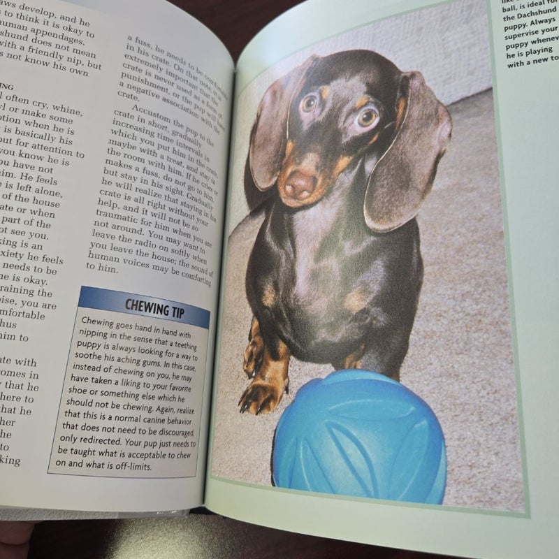 Dachshund