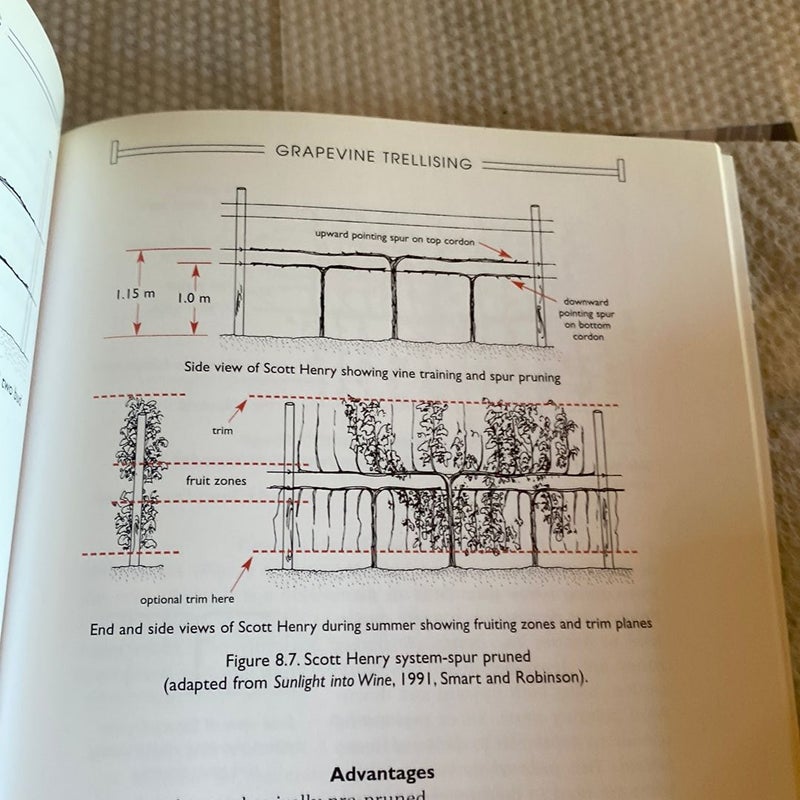 Grapevine Trellising