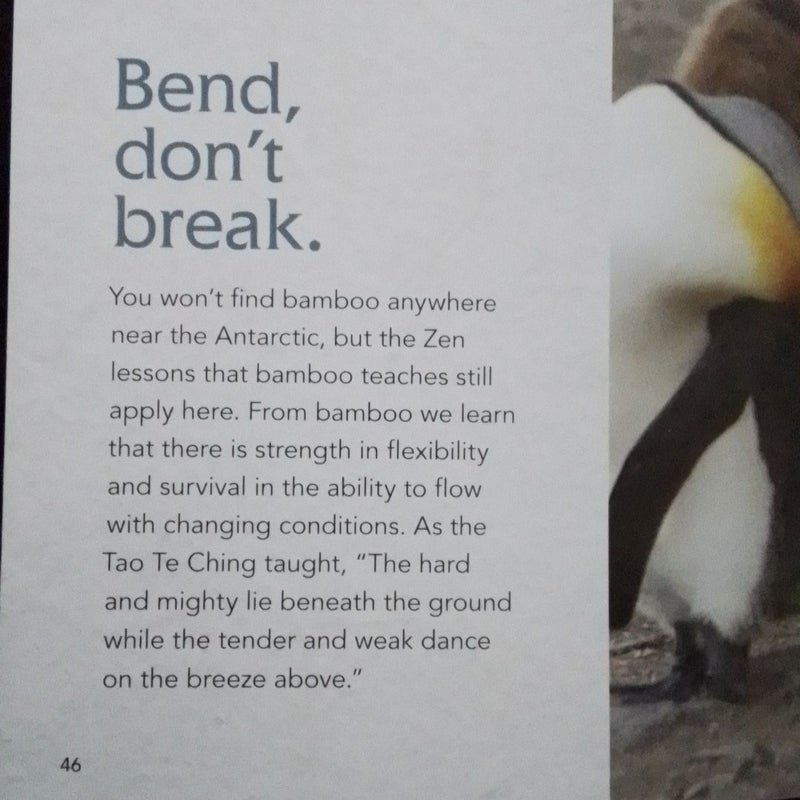 Zen Penguins