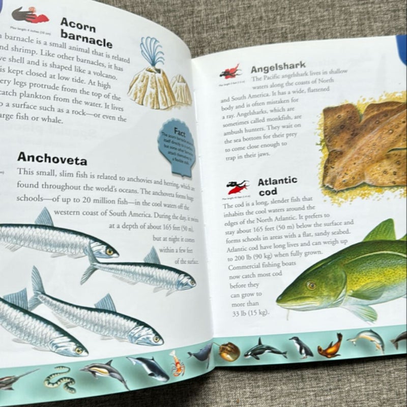 Ocean Life Dictionary