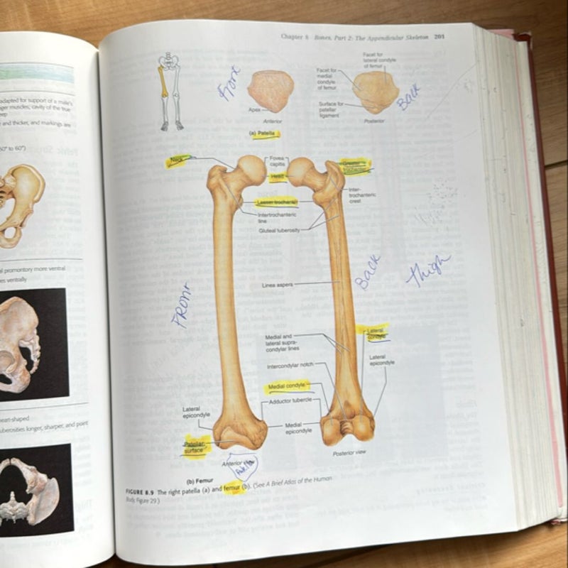 Human Anatomy Update