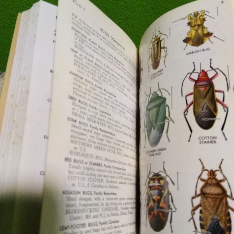 Vintage 1970 - A Field Guide to the Insects of America North of Mexico