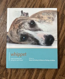 Whippet