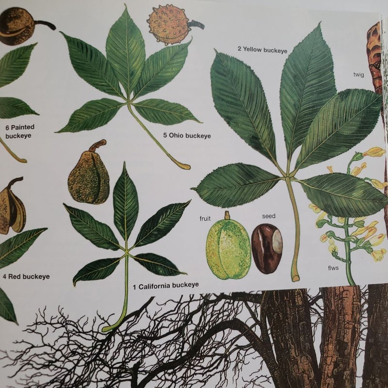 Trees of North America