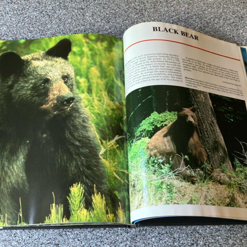 Wildlife of North America 