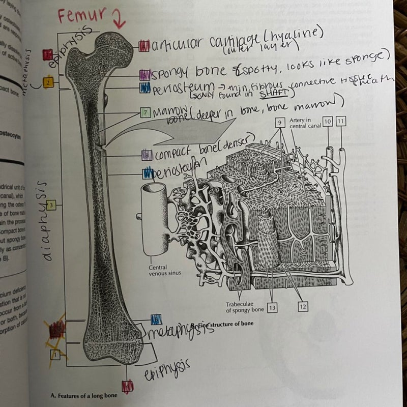 Netter's Anatomy Coloring Book Updated Edition