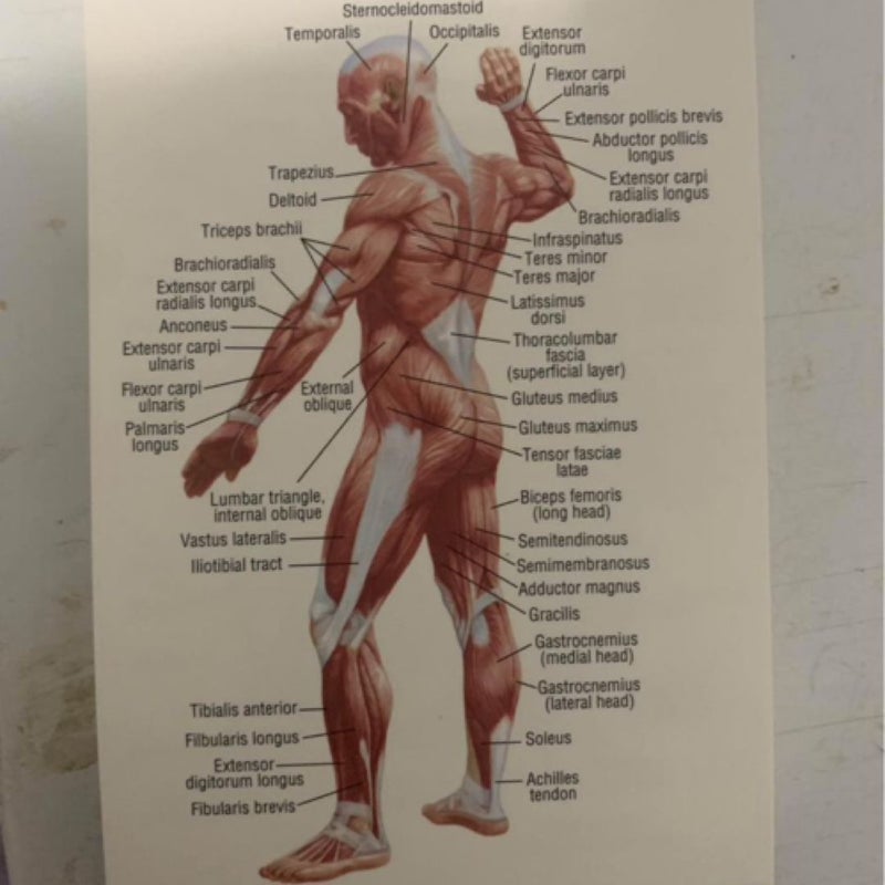 Pocket Anatomy and Physiology