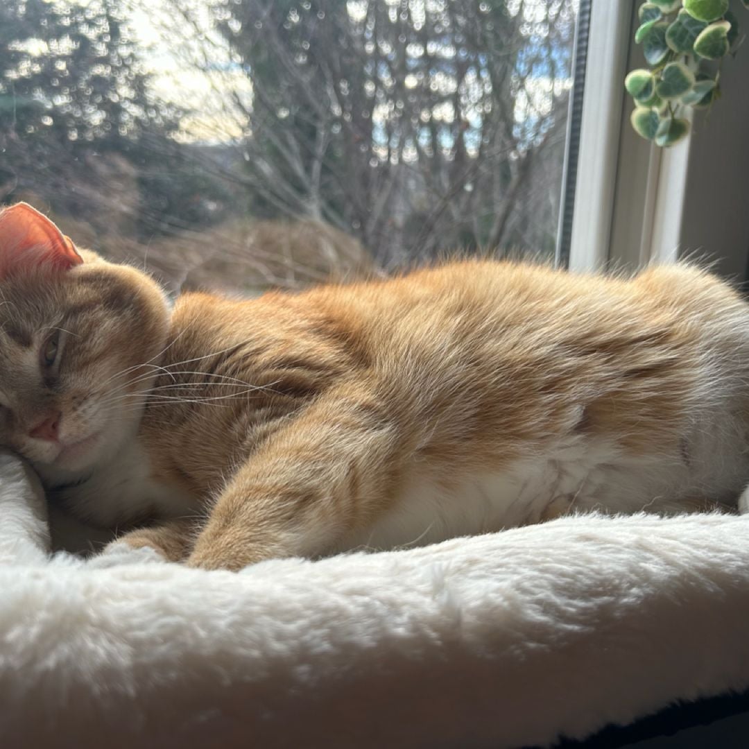 Mia