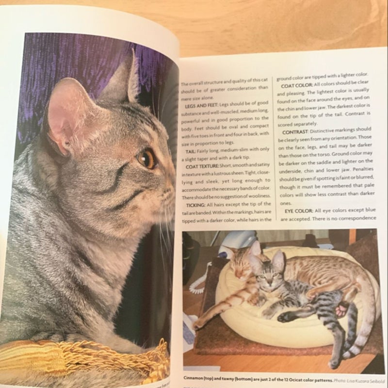 The Guide to Owning an Ocicat