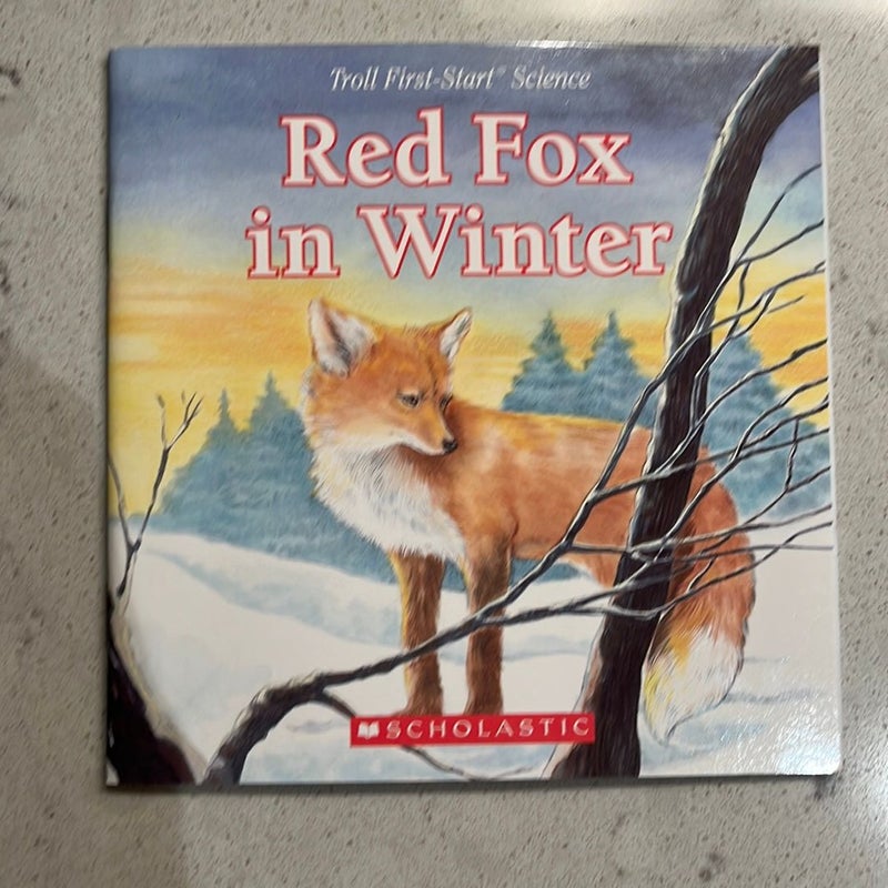 Red Fox in Winter