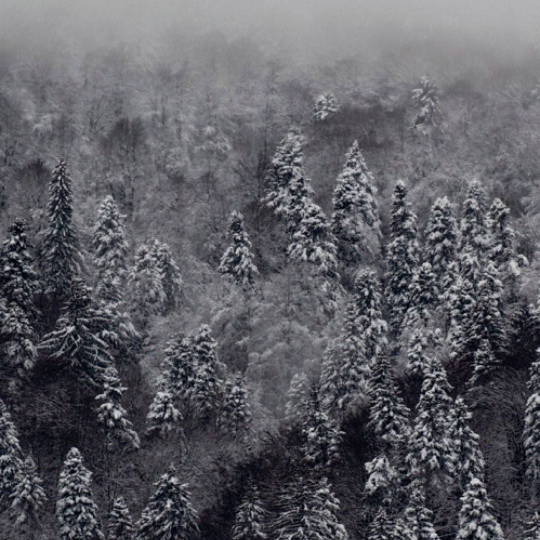 Whispering Pages