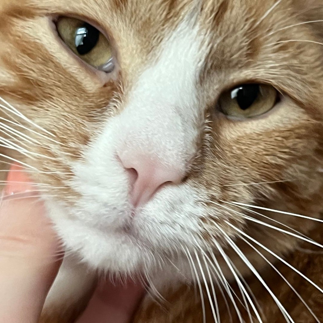 Orange Cat Books