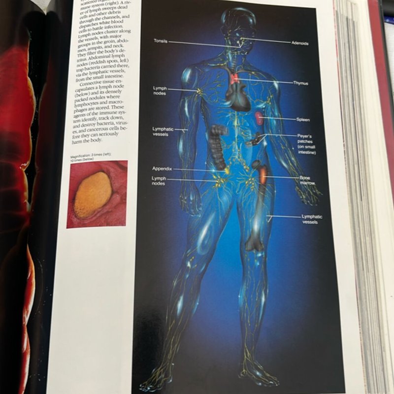 The Incredible Machine