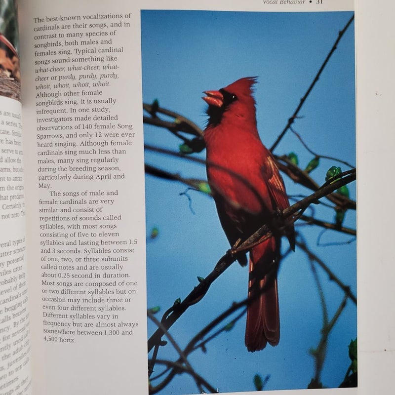 Northern Cardinal