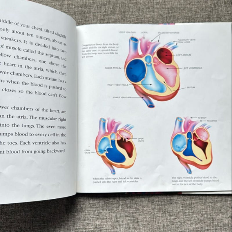 The Heart