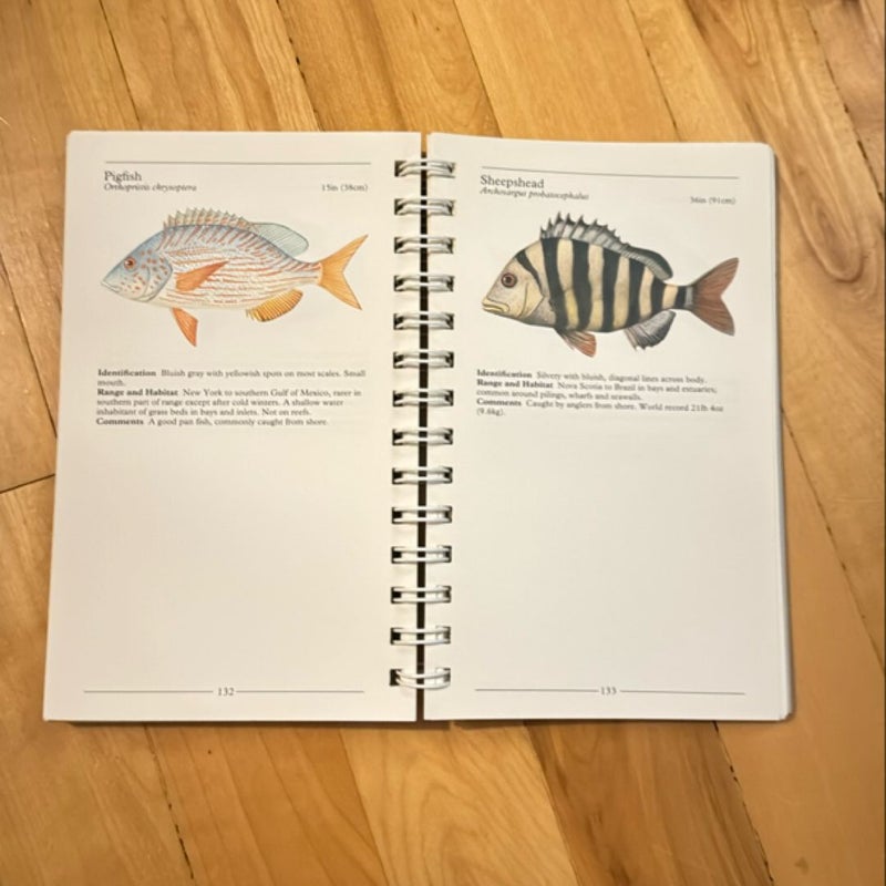 Salt Water Fish