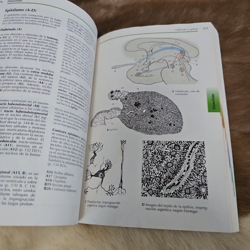 Atlas de Anatomía con correlación clínica 