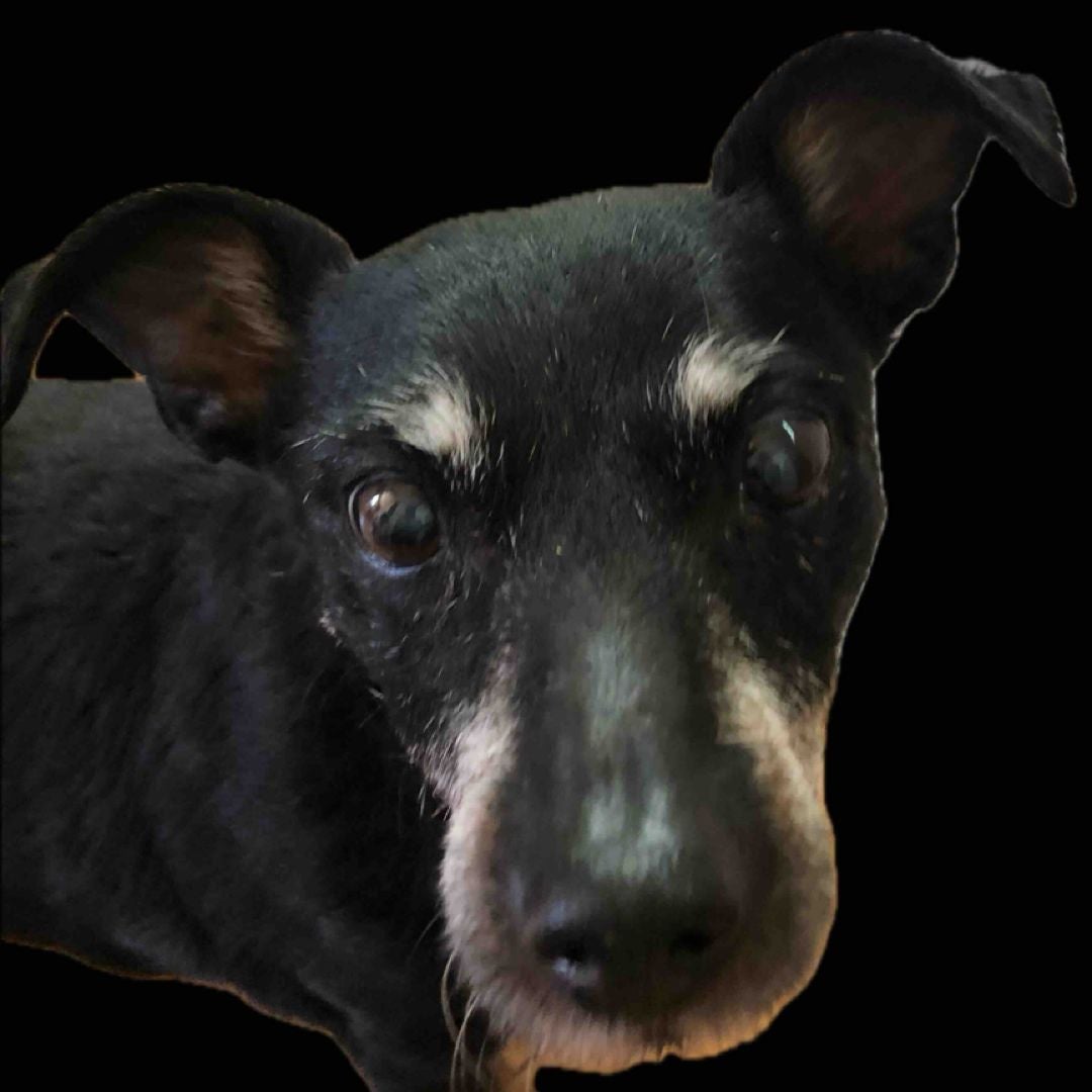 ScooterDog’s Books