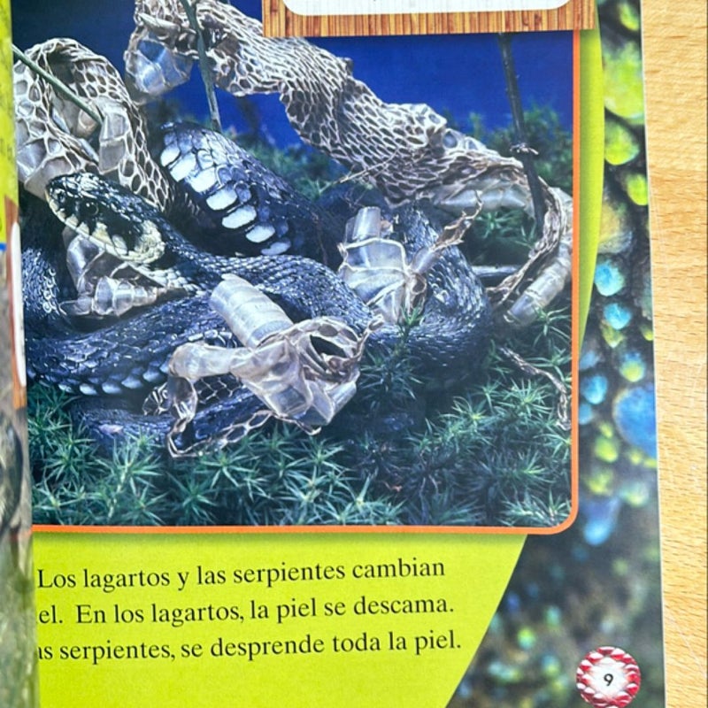 Reptiles y Anfibios Reptantes