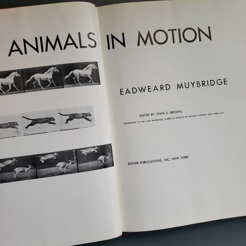 Animals in Motion